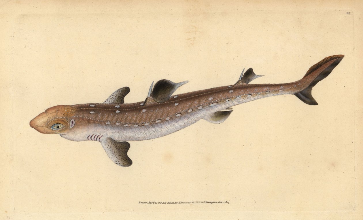 Pigghaj, Squalus acanthias (plockad haj eller hundfisk). Sårbar. Handfärgad kopparplåt ritad och graverad av Edward Donovan från hans Natural History of British Fishes, Donovan och F.C. och J. Rivington, London av Edward Donovan