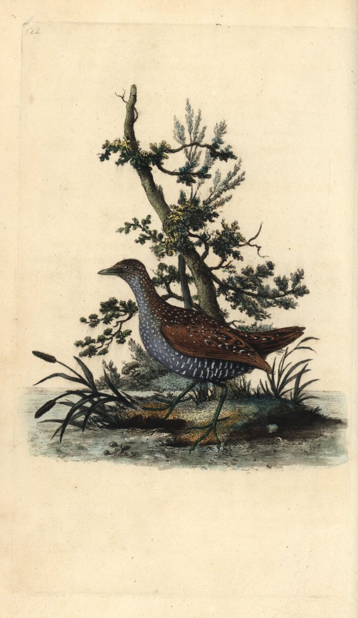 Fläckig crake, Porzana porzana. Handfärgad kopparplåt ritad och graverad av Edward Donovan från hans egen "Natural History of British Birds", London av Edward Donovan