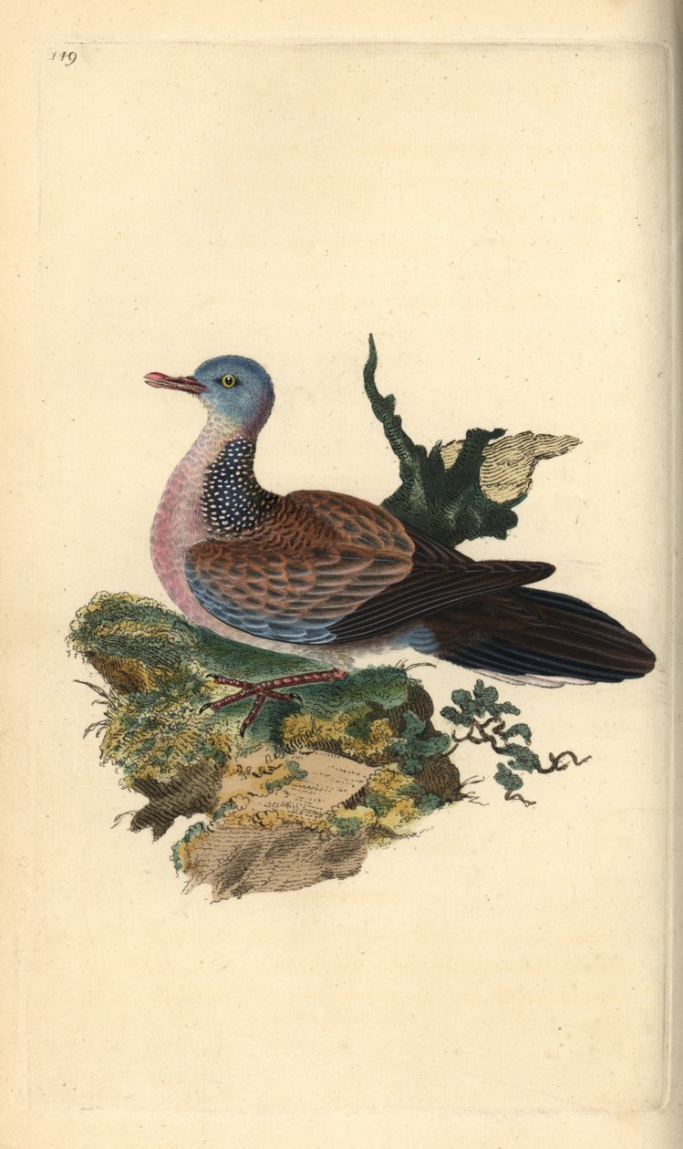 Fläckig duva eller pancou, Spilopelia chinensis. Handkolorerad kopparplatta ritad och graverad av Edward Donovan från hans egen "Natural History of British Birds", London. av Edward Donovan