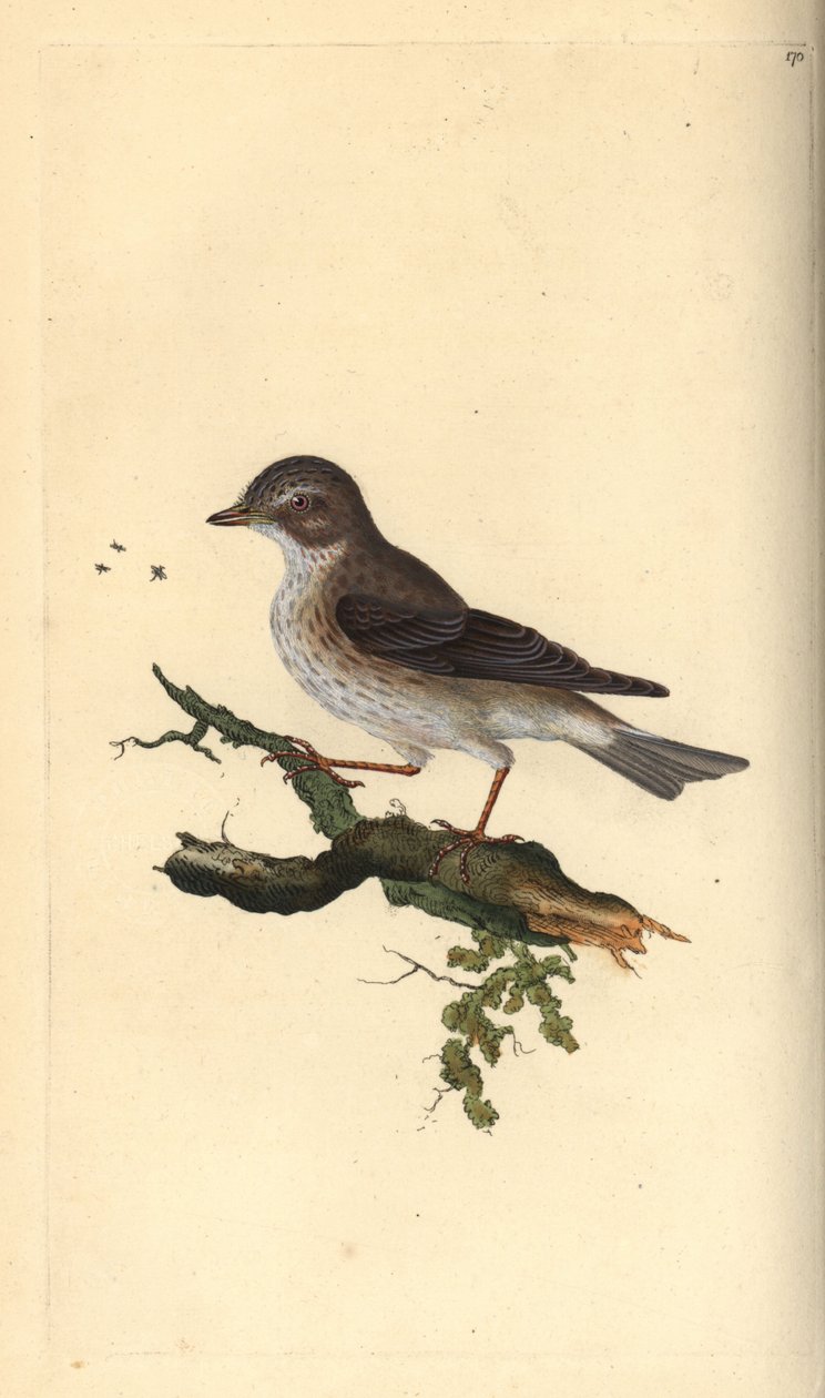 Fläckig flugsnappare, Muscicapa striata. Handfärgad kopparplåt ritad och graverad av Edward Donovan från hans egen "Natural History of British Birds", London av Edward Donovan
