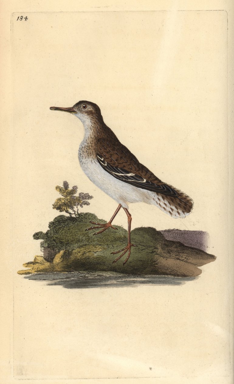 Fläckig sandsnäppa, Actitis macularia. Handfärgad kopparplåt ritad och graverad av Edward Donovan från hans egen "Natural History of British Birds", London av Edward Donovan