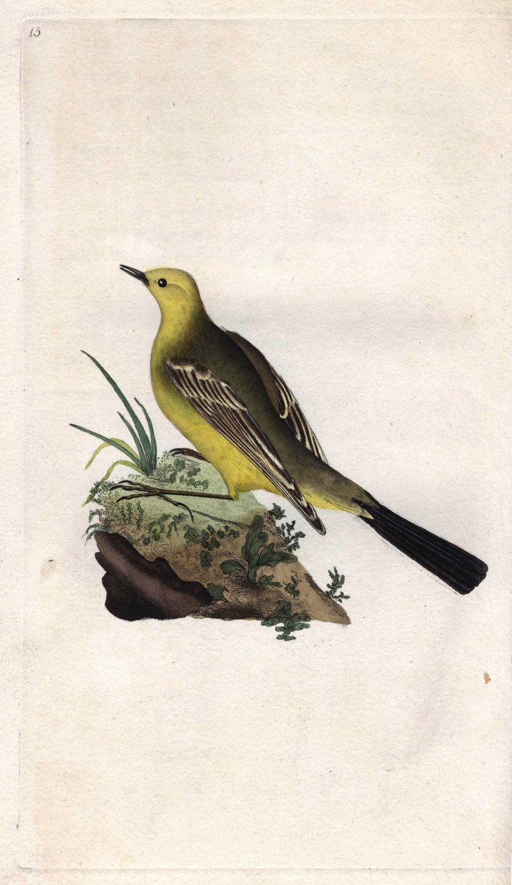Vårens vipstjärt. Motacilla flava. Kopparstick av Edward Donovan (1768-1837), publicerad i Natural History of British Birds, London av Edward Donovan