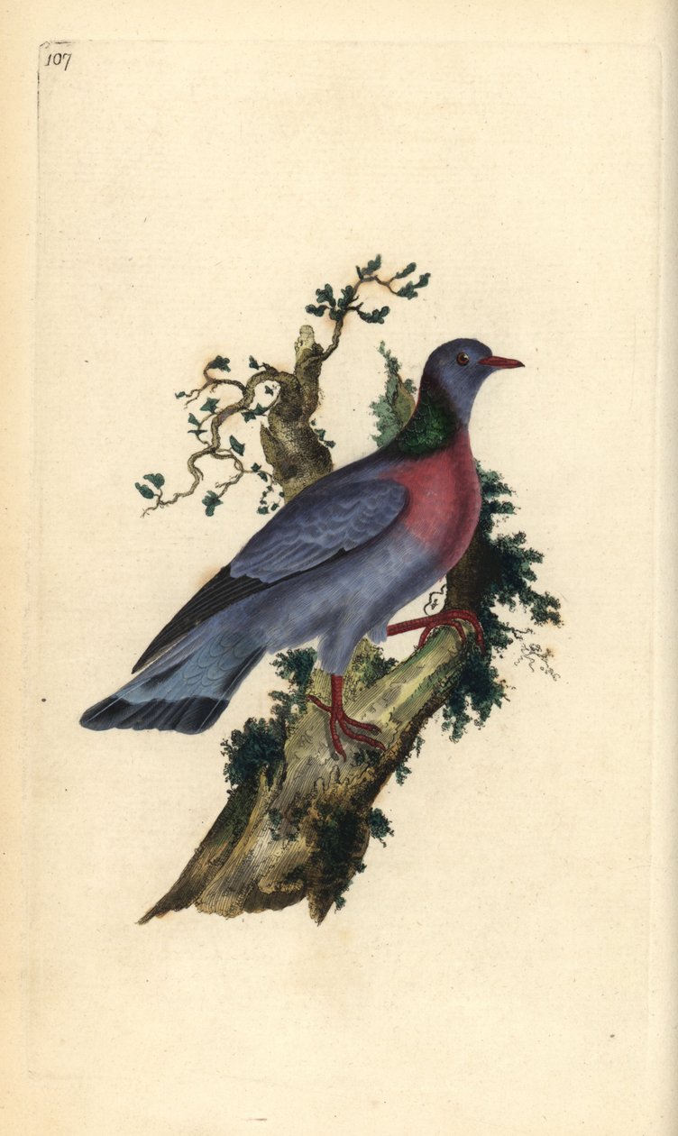 Stockduva eller duva, Columba oenas. Handfärgad kopparplåt ritad och graverad av Edward Donovan från hans egen "Natural History of British Birds", London av Edward Donovan