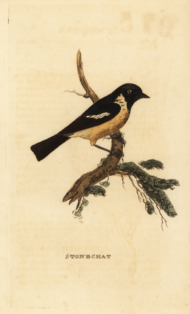 Stonechat, Saxicola rubicola av Edward Donovan