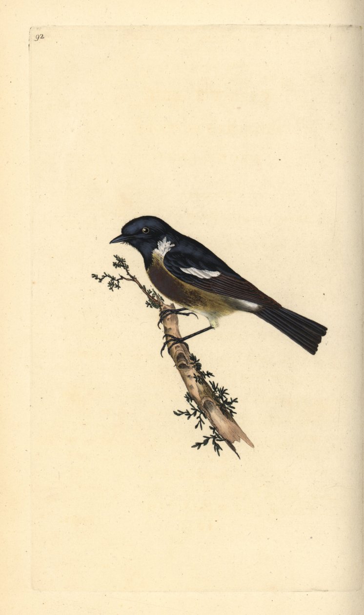 Stonechat, Saxicola rubicola. Handfärgad kopparplåt ritad och graverad av Edward Donovan från hans egen "Natural History of British Birds", London av Edward Donovan