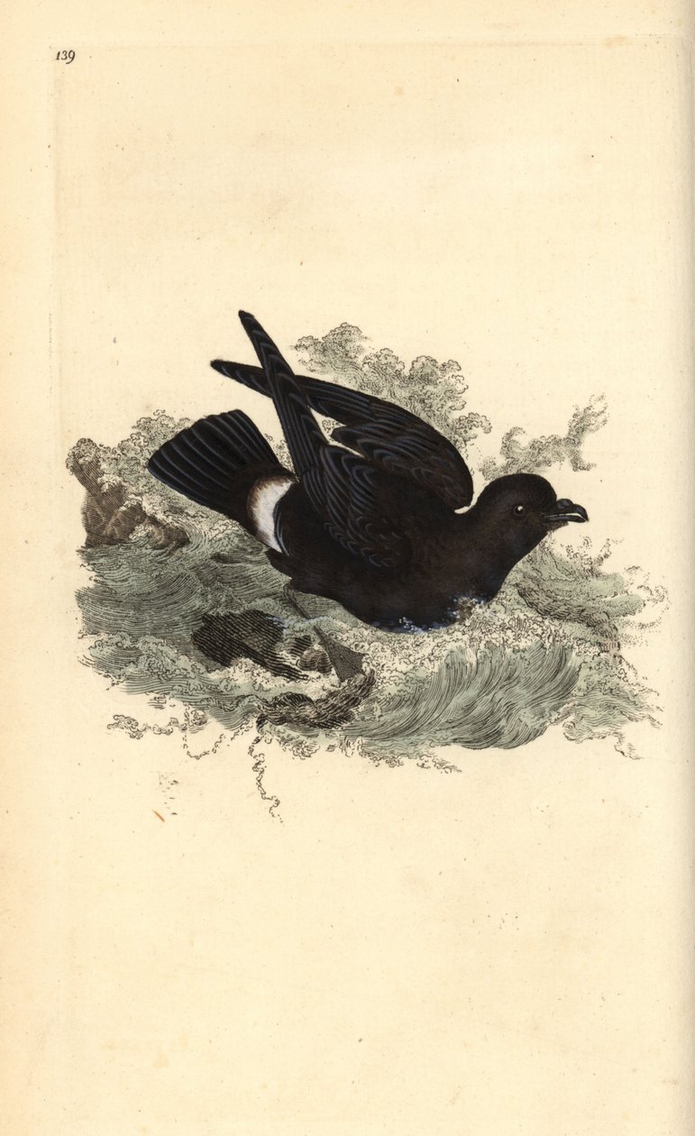 Stormsvala, Hydrobates pelagicus. Handfärgad kopparplåt ritad och graverad av Edward Donovan från hans egen "Natural History of British Birds", London av Edward Donovan