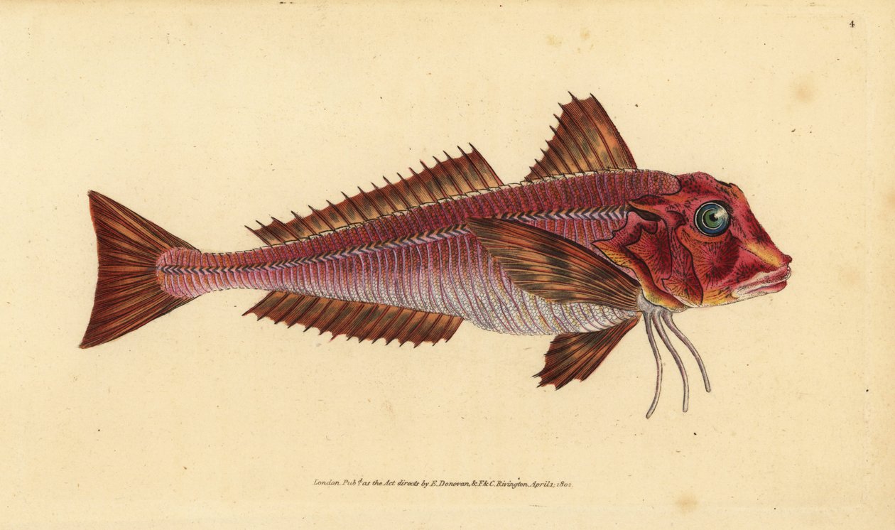 Strimig gurnard, Trigloporus lastoviza (Trigla lineata). Handfärgad kopparplåt ritad och graverad av Edward Donovan från hans Natural History of British Fishes, Donovan och F.C. och J. Rivington, London av Edward Donovan