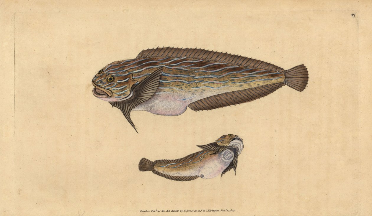 Randig sjönagel, Liparis liparis liparis (Unctuous lumpsucker, Cyclopterus liparis). Handfärgad kopparplåt ritad och graverad av Edward Donovan från hans Natural History of British Fishes, Donovan och F.C. och J. Rivington, London av Edward Donovan