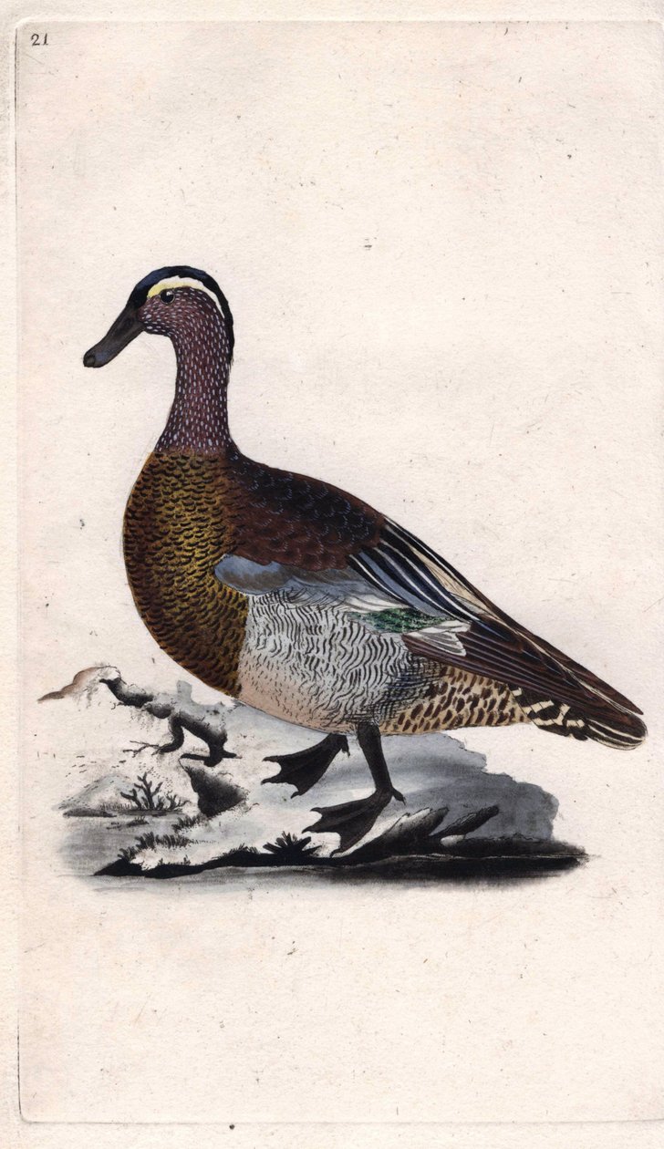 Sommar kricka. Anas querquedula. Kopparstick av Edward Donovan (1768-1837), publicerad i Natural History of British Birds, London av Edward Donovan