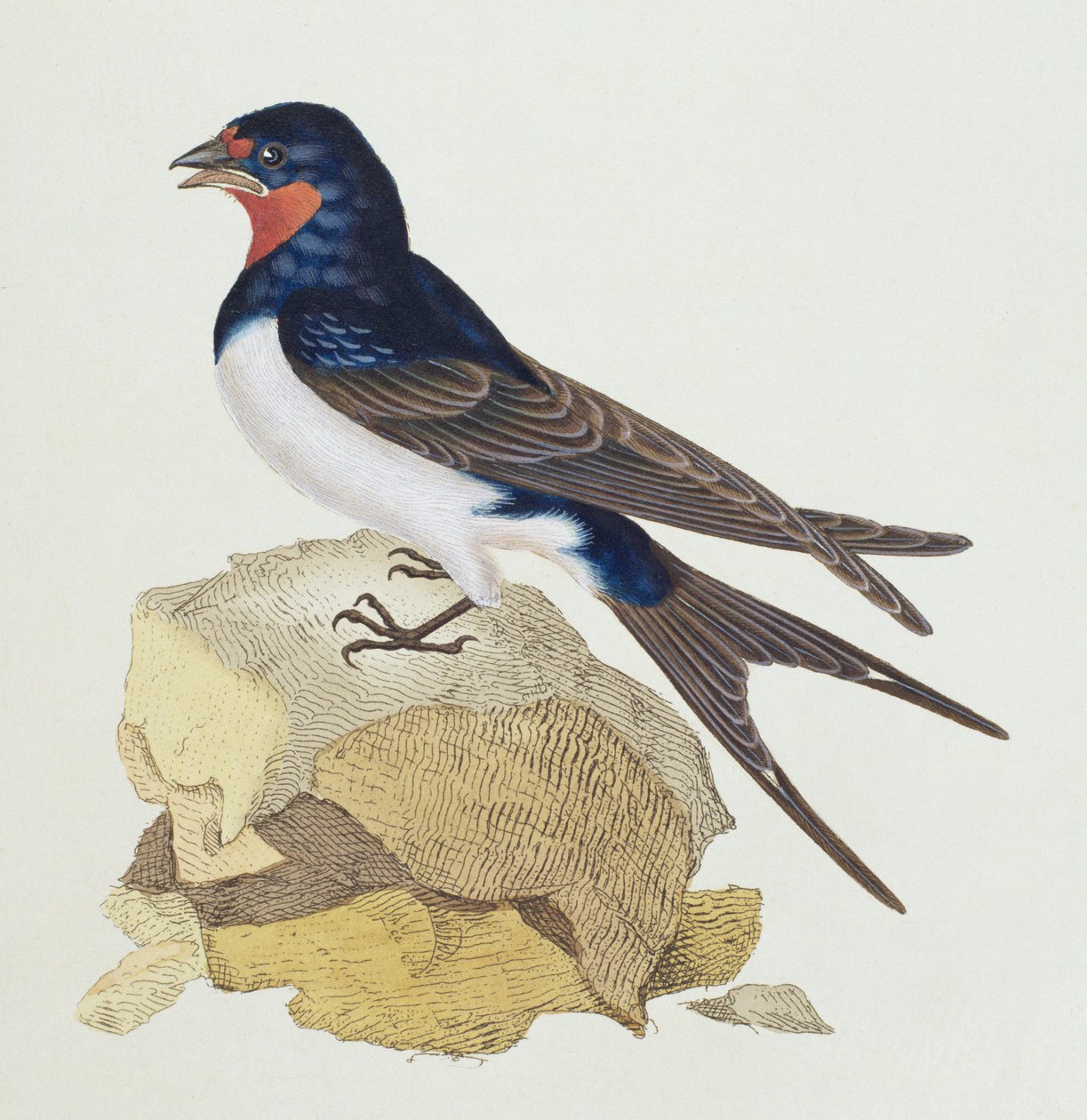 Swallow från 