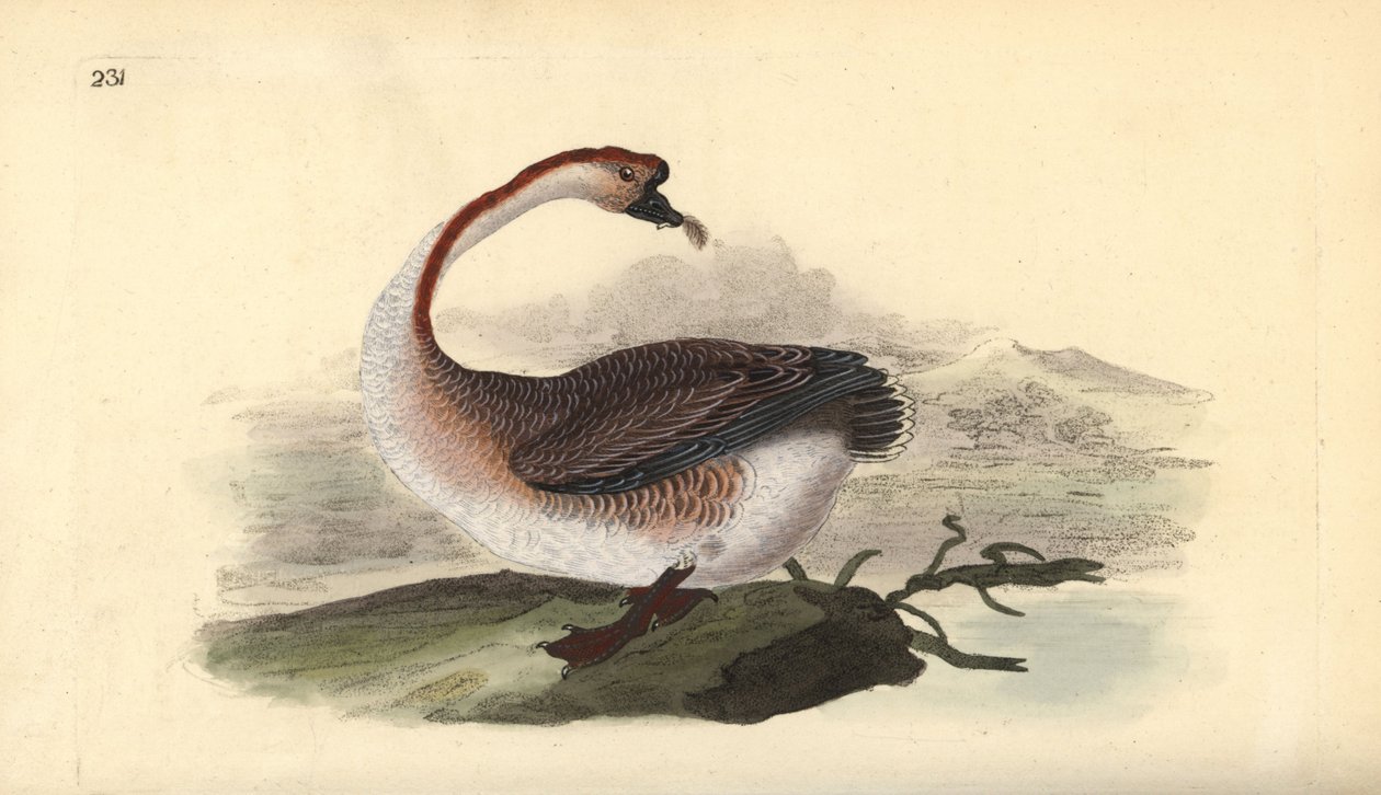 Svangås, Anser cygnoides, sårbar. Handfärgad kopparplåt ritad och graverad av Edward Donovan från hans egen "Natural History of British Birds", London av Edward Donovan
