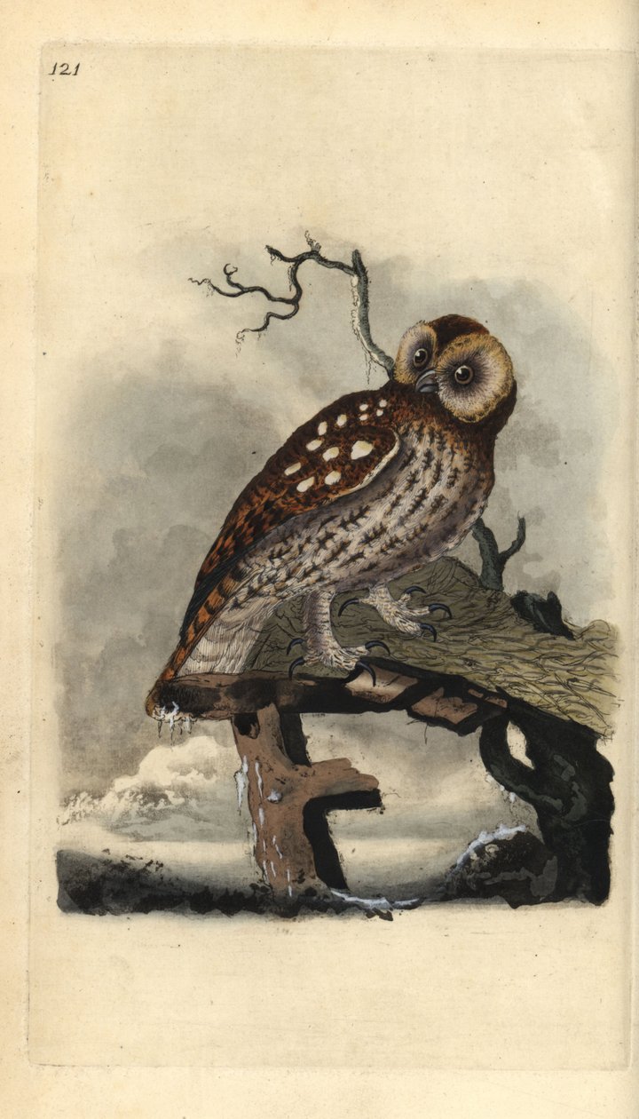 Tawny Owl, Strix aluco. Handfärgad kopparplåt ritad och graverad av Edward Donovan från hans egen "Natural History of British Birds", London av Edward Donovan