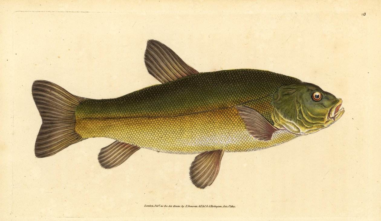 Sutare, Tinca tinca (Cyprinus tinca). Handfärgad kopparplåt ritad och graverad av Edward Donovan från hans Natural History of British Fishes, Donovan och F.C. och J. Rivington, London av Edward Donovan