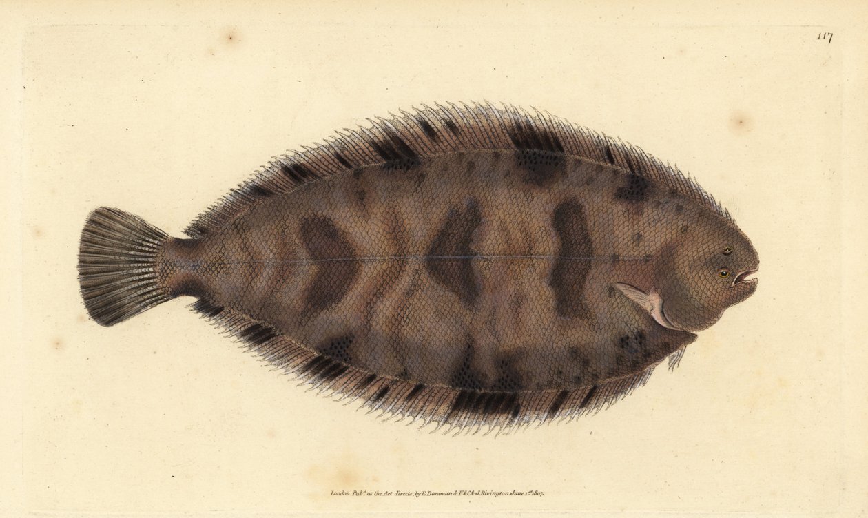 Tunga, Microchirus variegatus (Variegated sole, Pleuronectes variegatus). Handkolorerat kopparstick tecknat och graverat av Edward Donovan från hans Natural History of British Fishes, Donovan and F.C. and J. Rivington, London. av Edward Donovan