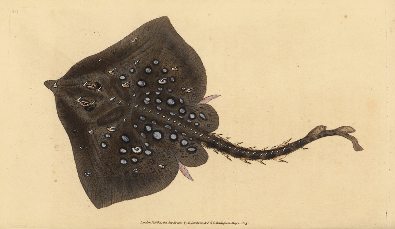 Törnrocka, Raja clavata. Nästan hotad. Handkolorerat kopparstick tecknat och graverat av Edward Donovan från hans Natural History of British Fishes, Donovan and F.C. and J. Rivington, London. av Edward Donovan