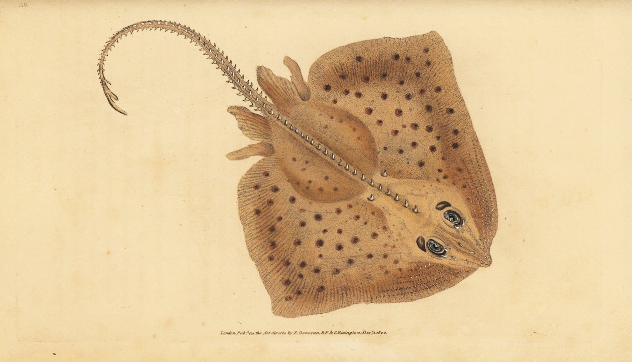 Thornback skate, Raja clavata. Nära hotad. Grov stråle, Raja rubus. Handfärgad kopparplåt ritad och graverad av Edward Donovan från hans Natural History of British Fishes, Donovan och F.C. och J. Rivington, London av Edward Donovan
