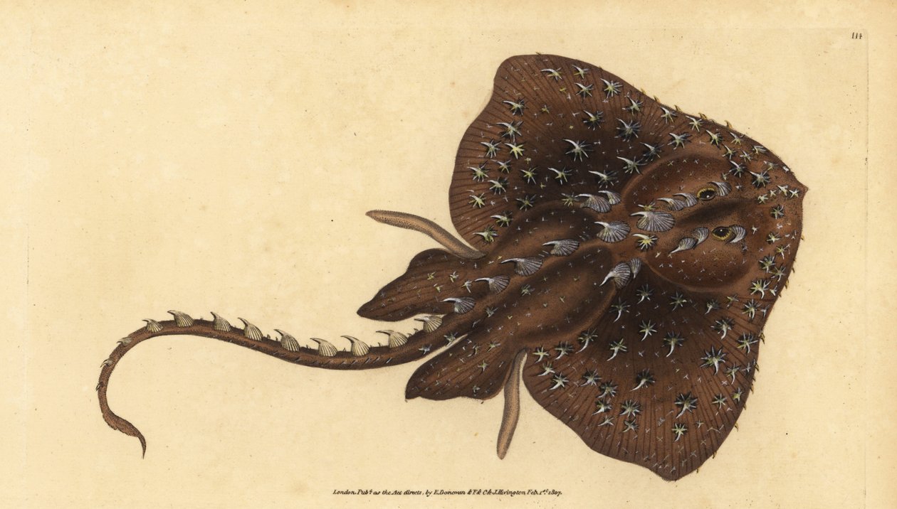 Taggig skridsko, Amblyraja radiata (Stjärnstråle, Raja radiata). Sårbar. Handfärgad kopparplåt ritad och graverad av Edward Donovan från hans Natural History of British Fishes, Donovan och F.C. och J. Rivington, London av Edward Donovan