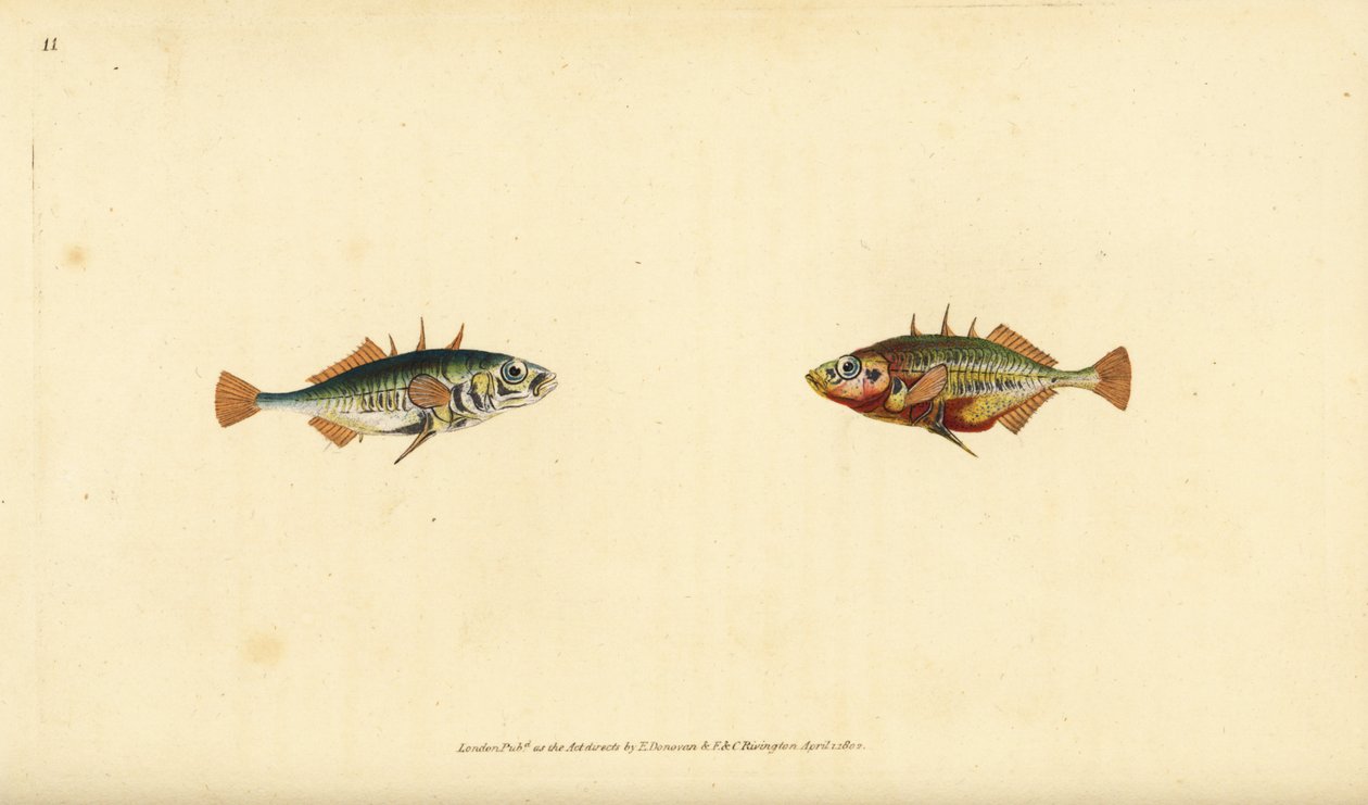 Treuddig pigghaj, Gasterosteus aculeatus. Handkolorerat kopparstick tecknat och graverat av Edward Donovan från hans Natural History of British Fishes, Donovan and F.C. and J. Rivington, London. av Edward Donovan