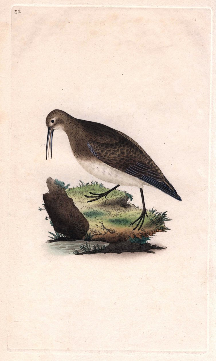 Liten näbb. Calidris minutilla (Tringa cinclus). Kopparstick av Edward Donovan (1768-1837), publicerad i Natural History of British Birds, London av Edward Donovan