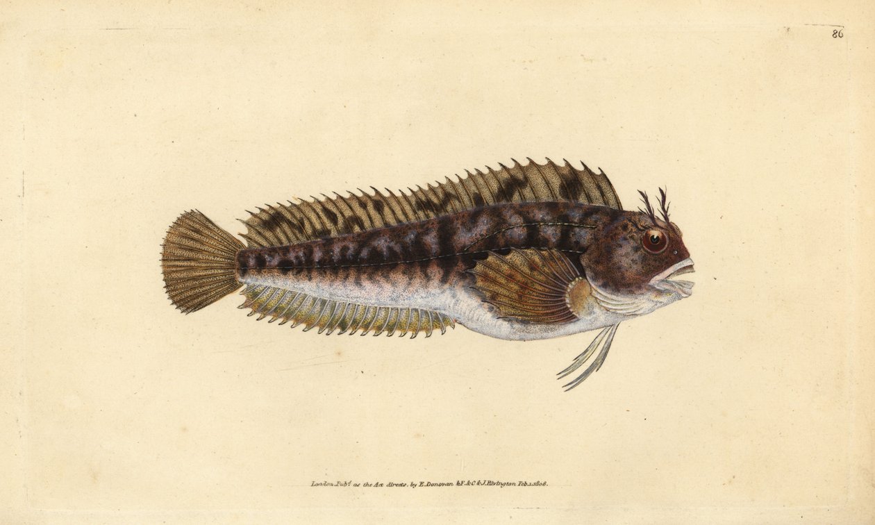 Tompot blenny, Parablennius gattorugine (Gattorugine, Blennius gattorugine). Handfärgad kopparplåt ritad och graverad av Edward Donovan från hans Natural History of British Fishes, Donovan och F.C. och J. Rivington, London av Edward Donovan