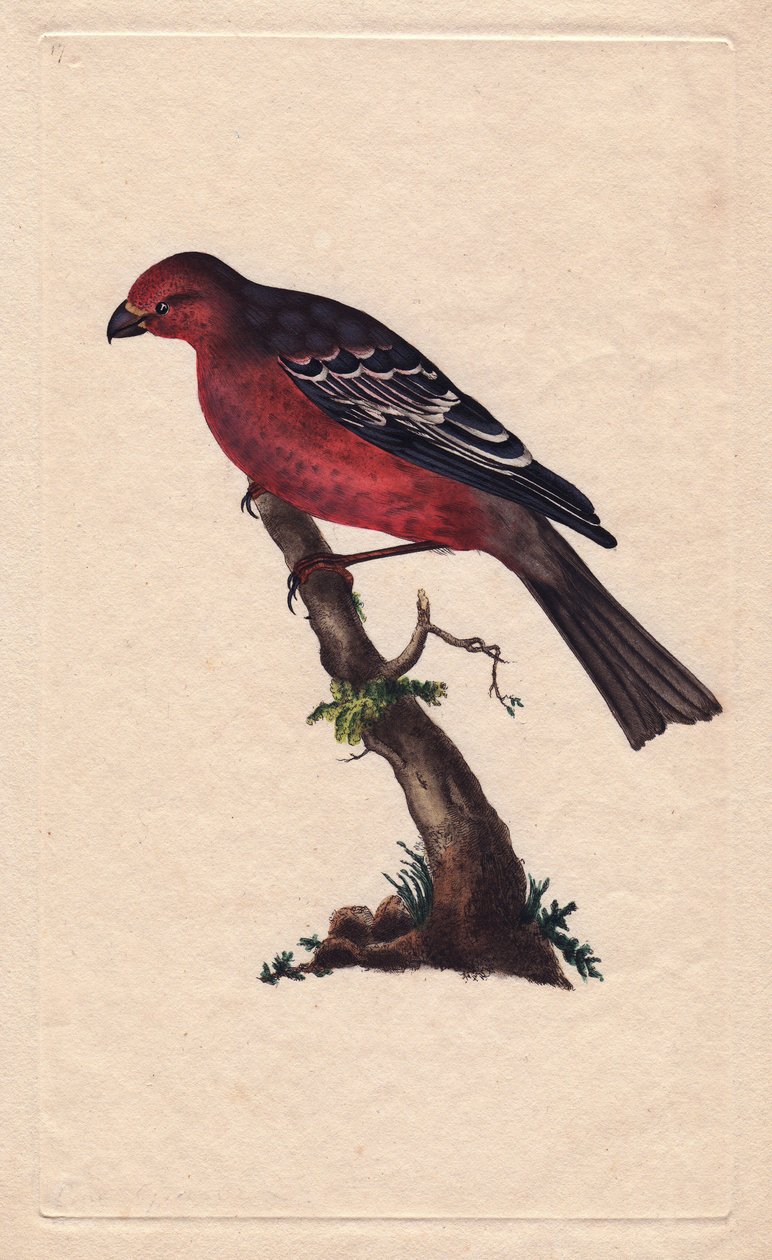 Träd. Pinicola-enucleator (Loxia-enucleator). Kopparstick av Edward Donovan (1768-1837), publicerad i Natural History of British Birds, London av Edward Donovan