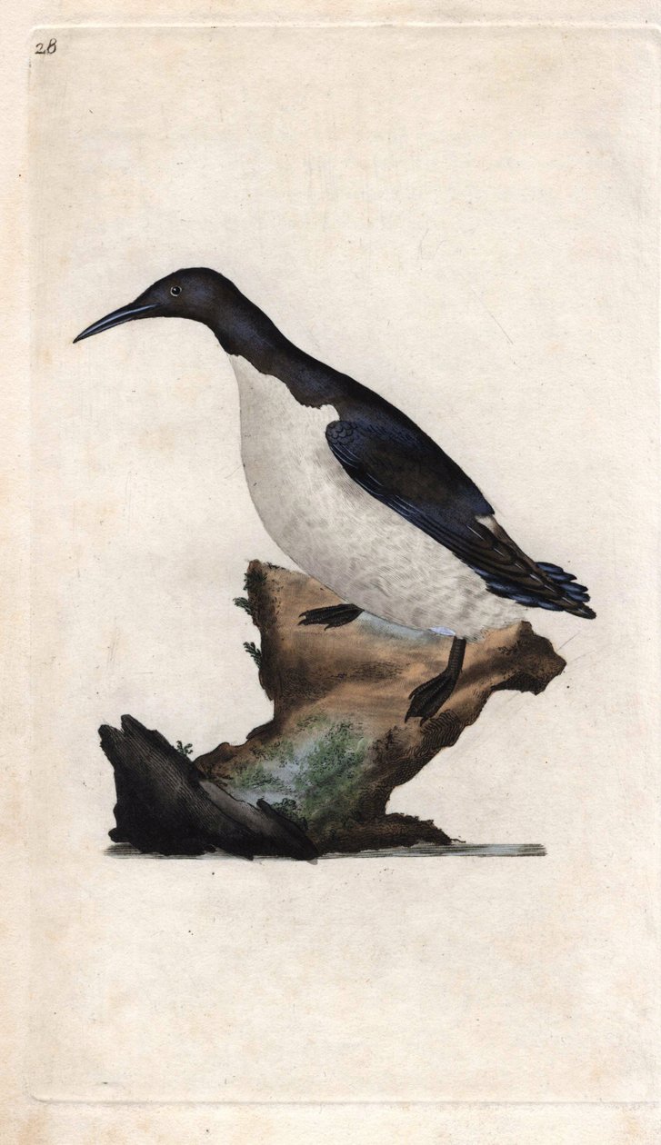 Troils murrelet. Uria aalge (Colymbus troile). Kopparstick av Edward Donovan (1768-1837), publicerad i Natural History of British Birds, London av Edward Donovan