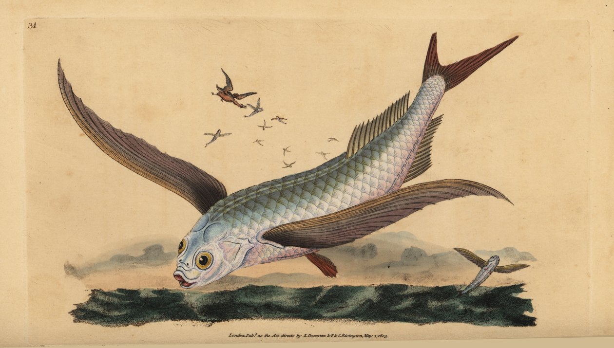 Tropisk tvåvingad flygfisk eller vanlig flygfisk. Handfärgad kopparplåt ritad och graverad av Edward Donovan från hans Natural History of British Fishes, Donovan och F.C. och J. Rivington, London av Edward Donovan