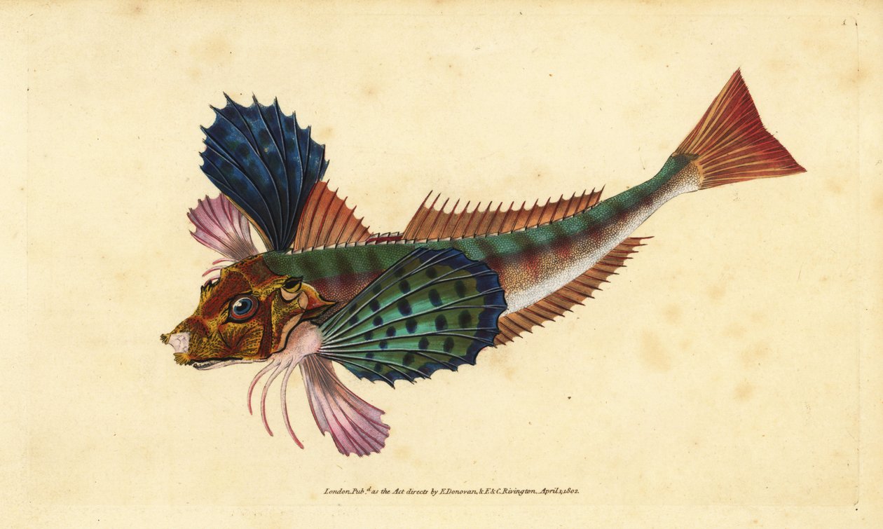 Tubgurnard, Chelidonichthys lucerna (Sappharine Gurnard, Trigla hirundo). Handfärgad kopparplåt ritad och graverad av Edward Donovan från hans Natural History of British Fishes, Donovan och F.C. och J. Rivington, London av Edward Donovan