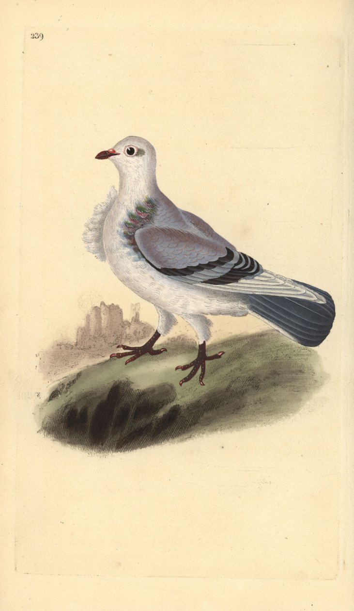 Turbitduva, Columba livia domestica var. turbita. Handfärgad kopparplåt ritad och graverad av Edward Donovan från hans egen "Natural History of British Birds", London av Edward Donovan