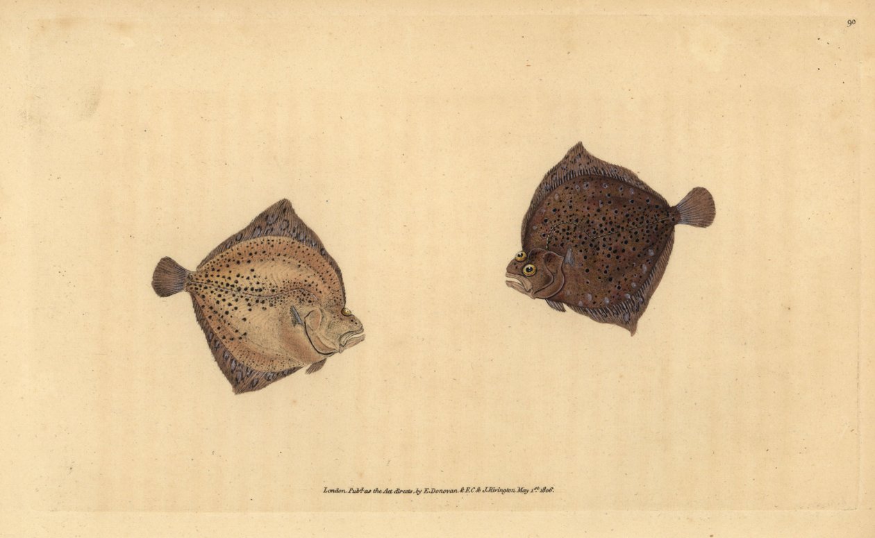 Piggvar, Scophthalmus maximus (Cyclops flundra, Pleuronectes cyclops). Handfärgad kopparplåt ritad och graverad av Edward Donovan från hans Natural History of British Fishes, Donovan och F.C. och J. Rivington, London av Edward Donovan