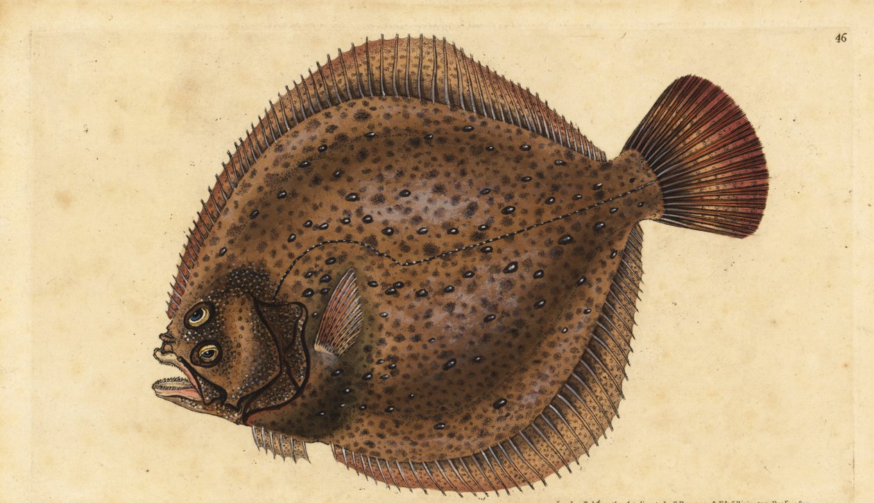 Piggvar, Scophthalmus maximus (Pleuronectes maximus). Handfärgad kopparplåt ritad och graverad av Edward Donovan från hans Natural History of British Fishes, Donovan och F.C. och J. Rivington, London av Edward Donovan