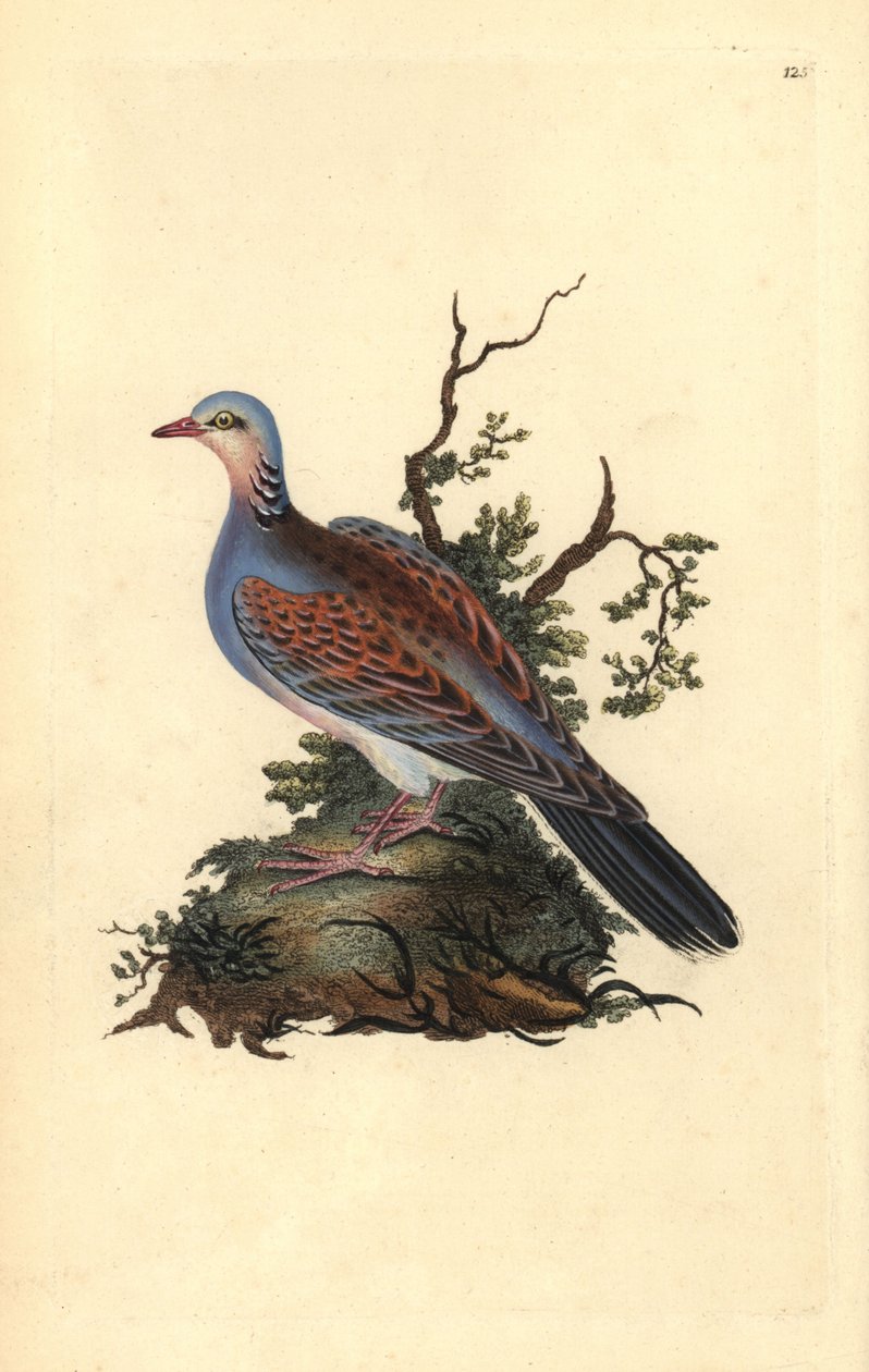 Turturduva, Streptopelia turtur. Handfärgad kopparplåt ritad och graverad av Edward Donovan från hans egen "Natural History of British Birds" (1794-1819). Edward Donovan (1768-1837) var en anglo-irländsk amatörzoolog, författare, konstnär och gravör. Han w av Edward Donovan