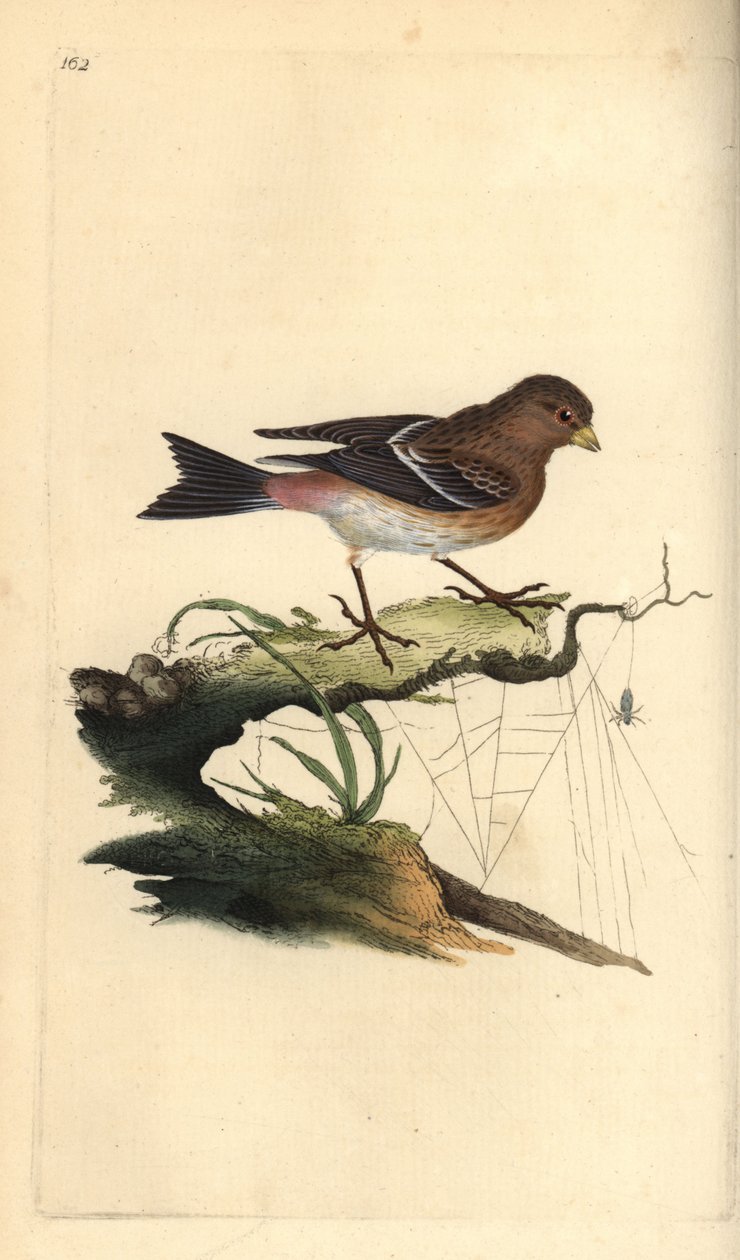 Twite, Carduelis flavirostris. Handfärgad kopparplåt ritad och graverad av Edward Donovan från hans egen "Natural History of British Birds", London av Edward Donovan