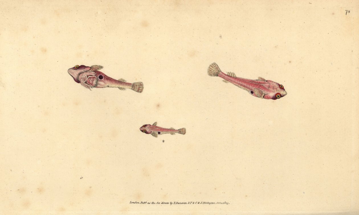Tvåfläckig lingfisk, Diplecogaster bimaculata bimaculata (Bimaculated sucker, Cyclopterus bimaculatus). Handfärgad kopparplåt ritad och graverad av Edward Donovan från hans Natural History of British Fishes, Donovan och F.C. och J. Rivington, London av Edward Donovan