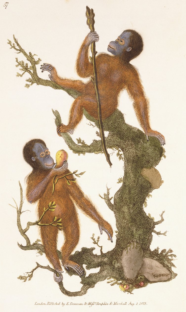 Två primater på ett träd, 1823 av Edward Donovan