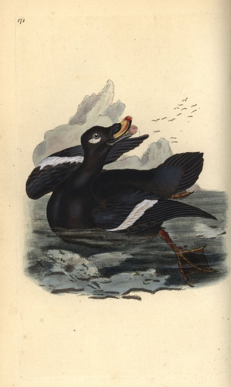 Sammetssvära, Melanitta fusca. Handfärgad kopparplåt ritad och graverad av Edward Donovan från hans egen "Natural History of British Birds", London av Edward Donovan