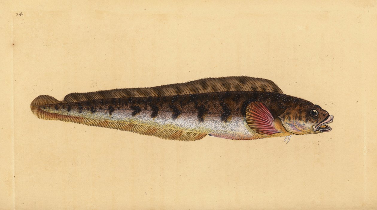 Viviparous ålkylta, Zoarces viviparus (Viviparus blenni, Blennius viviparus). Handfärgad kopparplåt ritad och graverad av Edward Donovan från hans Natural History of British Fishes, Donovan och F.C. och J. Rivington, London av Edward Donovan