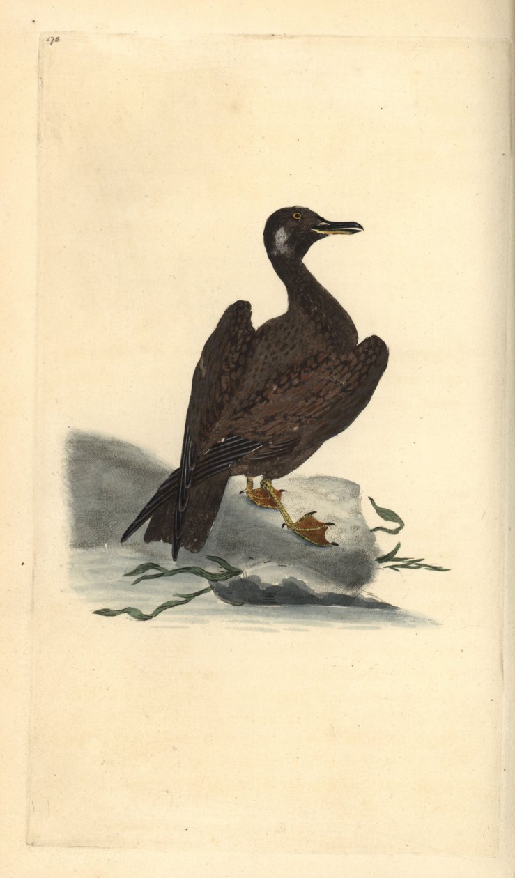 Vagelmås, ungar av svartryggen, Larus marinus. Handfärgad kopparplåt ritad och graverad av Edward Donovan från hans egen "Natural History of British Birds", London av Edward Donovan