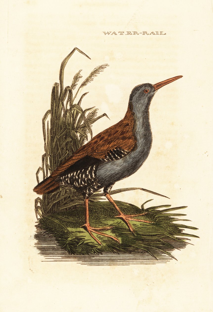 Vattenräls, Rallus aquaticus av Edward Donovan