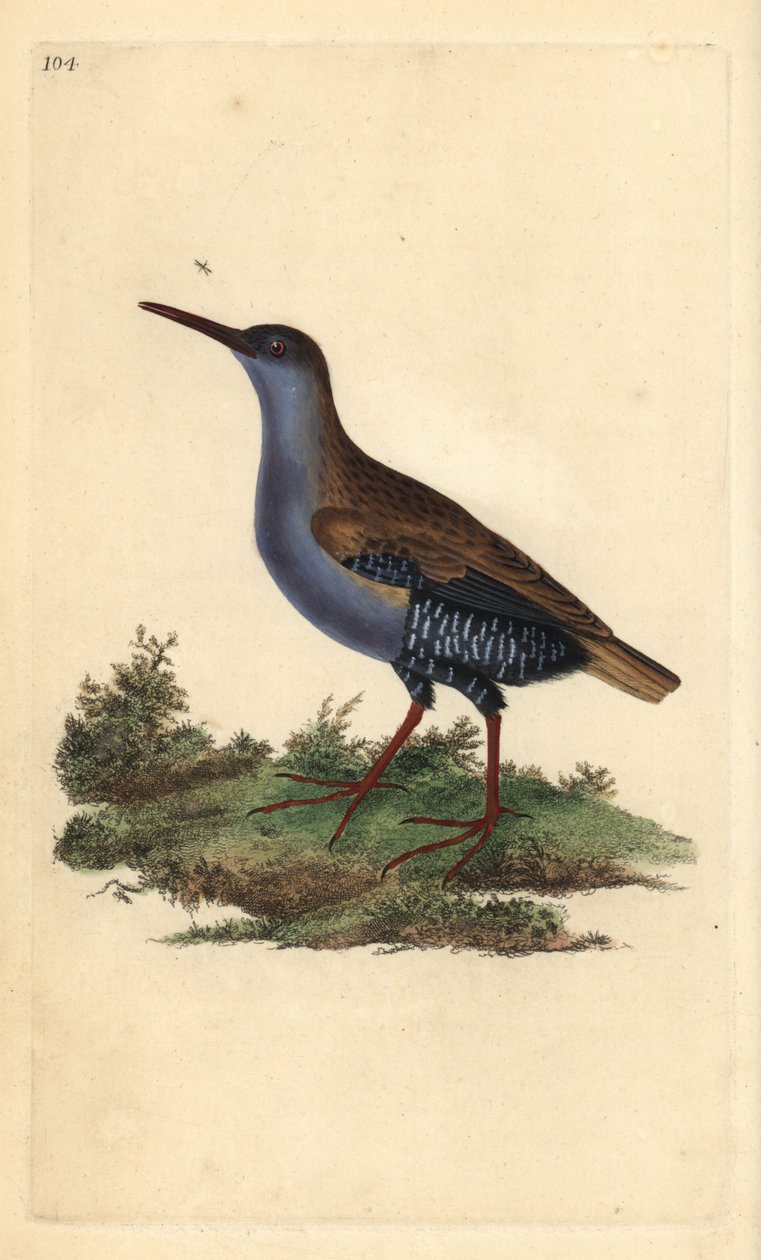 Vattenräls, Rallus aquaticus. Handfärgad kopparplåt ritad och graverad av Edward Donovan från hans egen "Natural History of British Birds", London av Edward Donovan