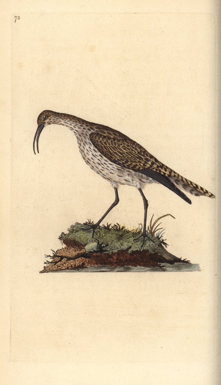Whimbrel, Numenius phaeopus. Handfärgad kopparplåt ritad och graverad av Edward Donovan från hans egen "Natural History of British Birds", London av Edward Donovan
