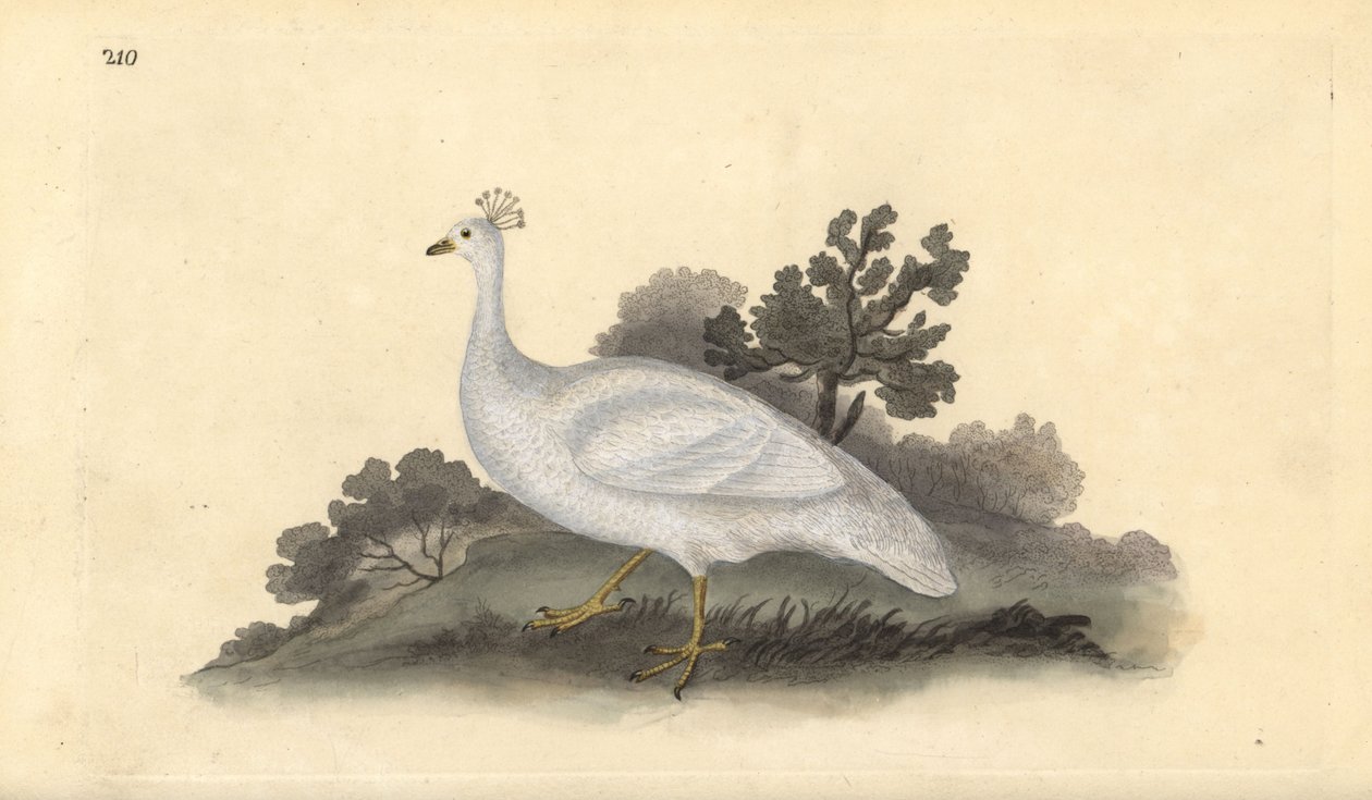Vitkrönt ärtfågel (hona), Pavo cristatus. Handfärgad kopparplåt ritad och graverad av Edward Donovan från hans egen "Natural History of British Birds", London av Edward Donovan