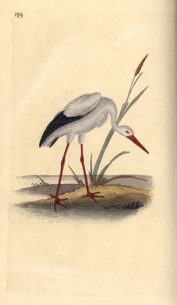 Vit stork, Ciconia ciconia. Handfärgad kopparplåt ritad och graverad av Edward Donovan från hans egen "Natural History of British Birds", London av Edward Donovan