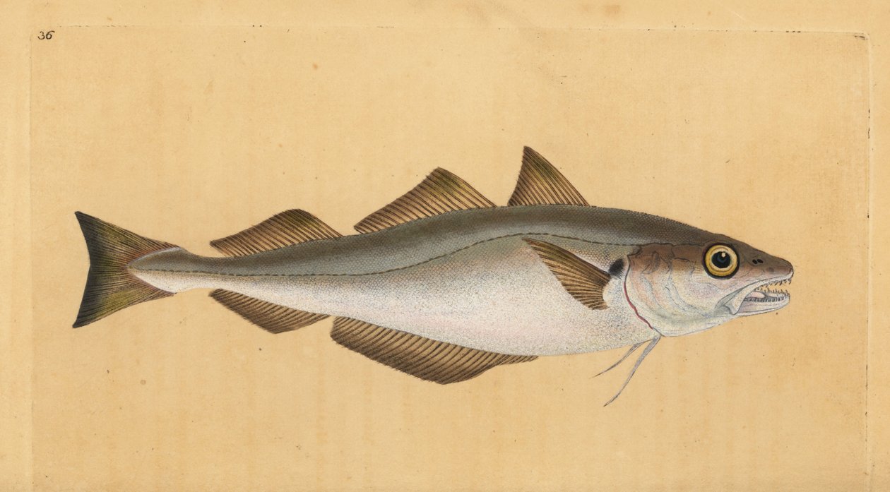 Vitling, Merlangius merlangus (Gadus merlangus). Handfärgad kopparplåt ritad och graverad av Edward Donovan från hans Natural History of British Fishes, Donovan och F.C. och J. Rivington, London av Edward Donovan