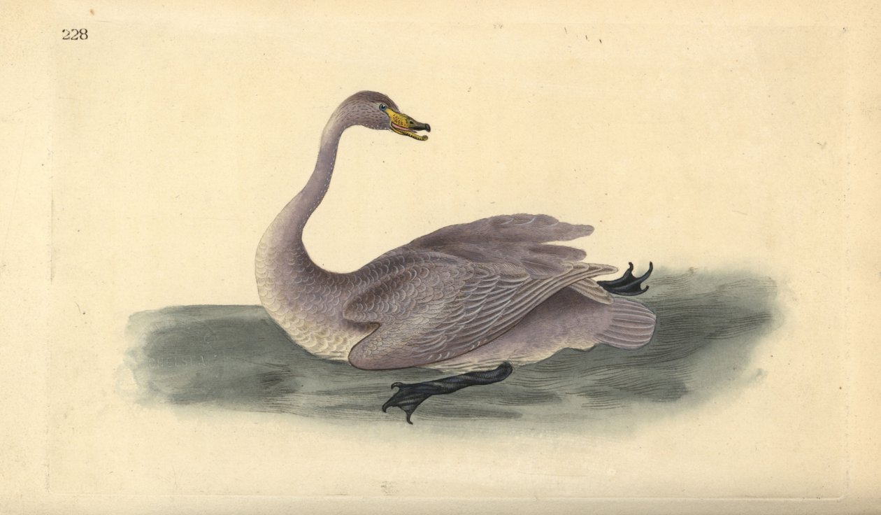 Vild svan (omogen), Cygnus cygnus, med fjäderdräkt i övergångsstadiet till vit. Handfärgad kopparplåt ritad och graverad av Edward Donovan från hans egen "Natural History of British Birds", London av Edward Donovan