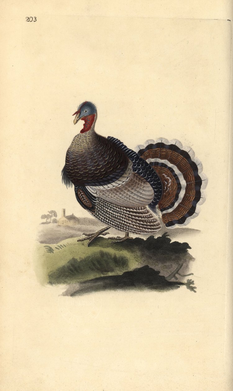 Vild kalkon, Meleagris gallopavo. Handfärgad kopparplåt ritad och graverad av Edward Donovan från hans egen "Natural History of British Birds", London av Edward Donovan