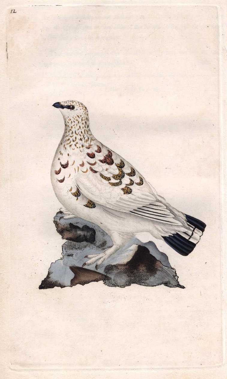 Willow Pagopede. Lagopus lagopus (Tetrao lagopus). Kopparstick av Edward Donovan (1768-1837), publicerad i Histoire naturelle des oiseaux britanniques, London av Edward Donovan