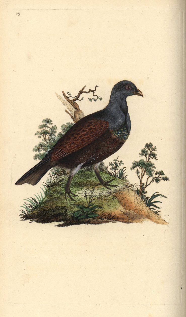 Rire, Tetrao urogallus. Handfärgad kopparplåt ritad och graverad av Edward Donovan från hans egen "Natural History of British Birds", London av Edward Donovan