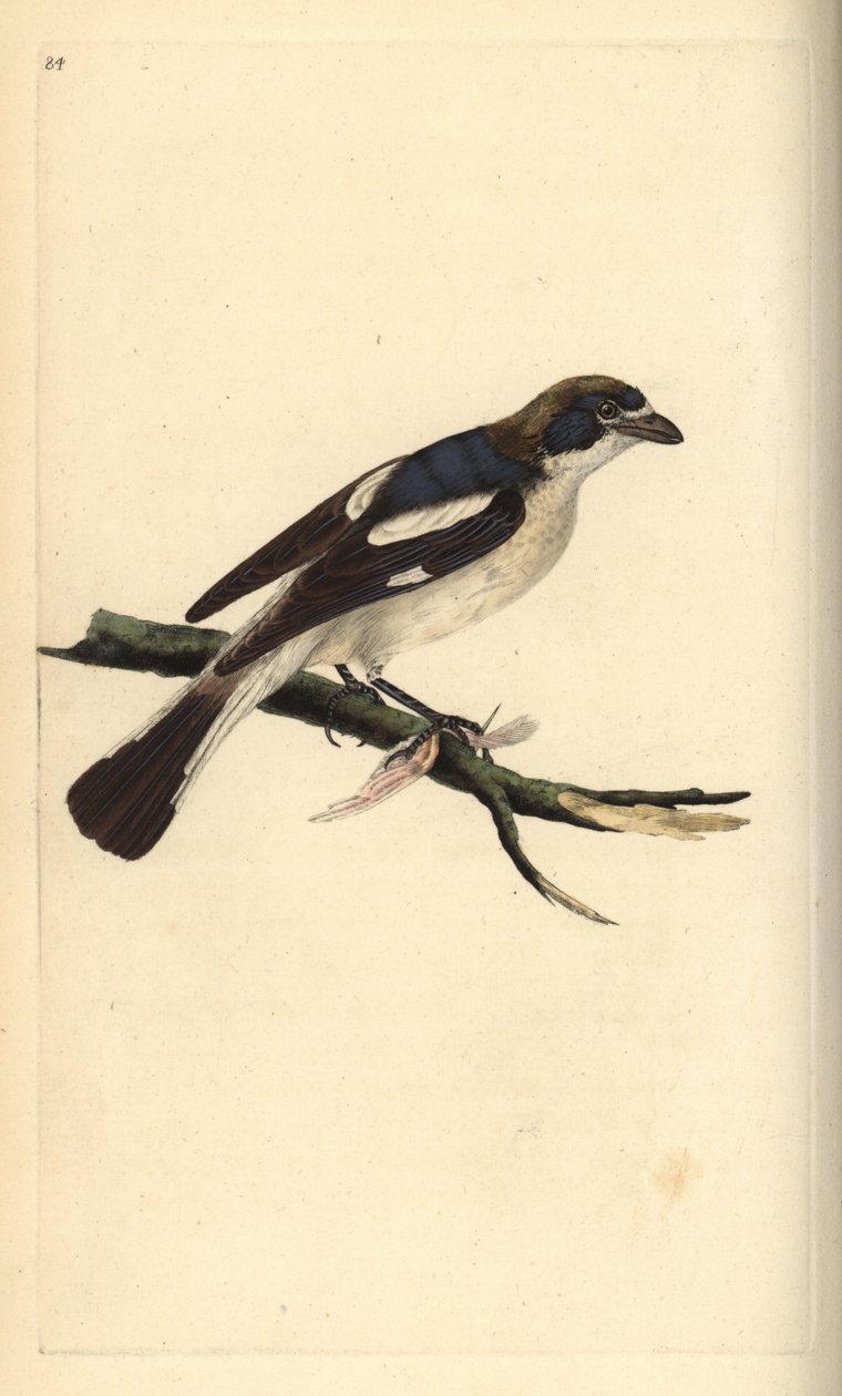 Träpratskrike, Lanius senator. Handfärgad kopparplåt ritad och graverad av Edward Donovan från hans egen "Natural History of British Birds", London av Edward Donovan