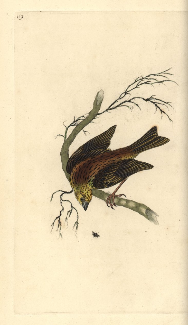 Yellowhammer, Emberiza citrinella. Handfärgad kopparplåt ritad och graverad av Edward Donovan från hans egen "Natural History of British Birds", London av Edward Donovan